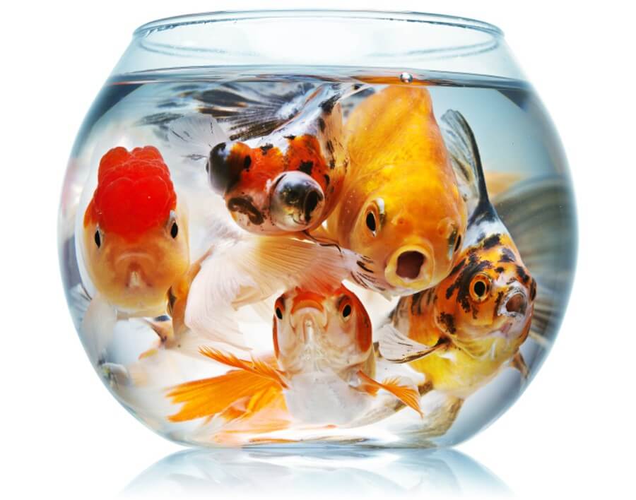 crowded-fish-bowl-e1432084171494